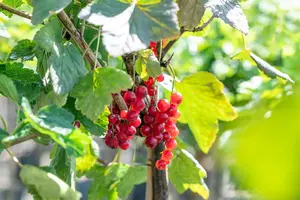 Ribes r. 'Rovada' - 25-30 CM P9 - image 5