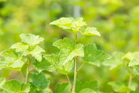 Ribes r. 'Rovada' - BUSH 3-5 BR. - image 3