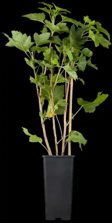 Ribes r. 'Rovada' - C2, single cane (60 cm) - image 2