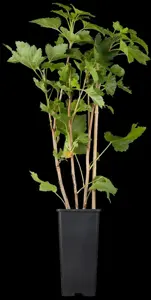 Ribes r. 'Rovada' - C2, single cane (60 cm) - image 2