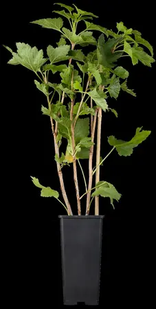 Ribes r. 'Rovada' - 3 Ltr pot - image 2