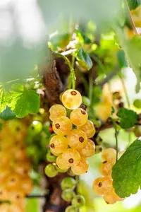 Ribes rub. 'Werdavia' - 25-30 CM P9 - image 2