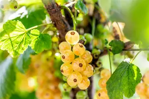 Ribes rub. 'Werdavia'