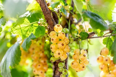 Ribes rub. 'Werdavia' - 25-30 CM P9 - image 3