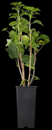 Ribes rub. 'White Versailles' - BUSH 3-5 BR. - image 2