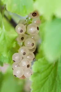 Ribes rub. 'Witte Parel'