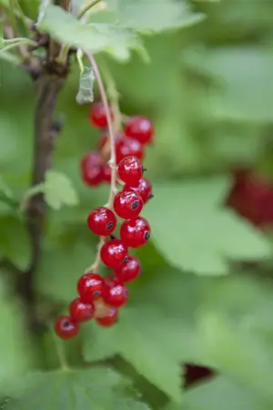 Ribes rubrum (red) - 60-80 CM C5 - image 1