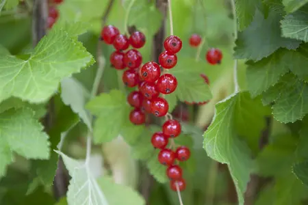 Ribes rubrum (red) - 60-80 CM C5 - image 2