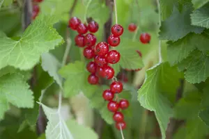 Ribes rubrum (red) - 60-80 CM C5 - image 2