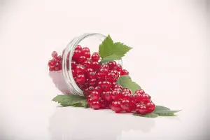 Ribes rubrum (red) - 60-80 CM C5 - image 5