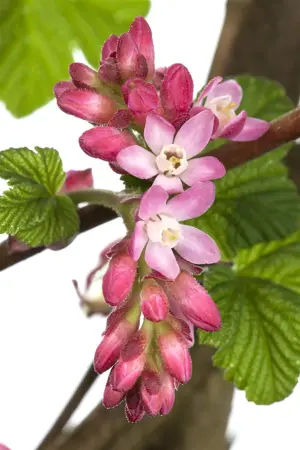 Ribes sang. 'King Edward VII' - 125-150 CM RB - image 2