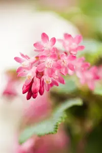 Ribes sang. 'King Edward VII' - 80-100 CM C7.5 - image 5