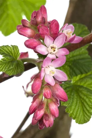 Ribes sang. 'King Edward VII' - P9 - image 2
