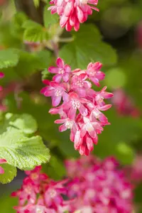 Ribes sang. 'King Edward VII' - 30-40 CM C2 - image 3