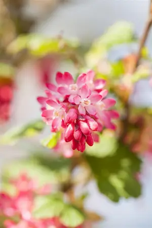 Ribes sang. 'King Edward VII' - 60-80 CM C3 - image 5