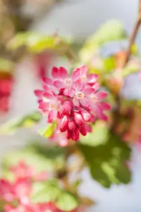 Ribes sang. 'King Edward VII' - 60-80 CM C3 - image 5