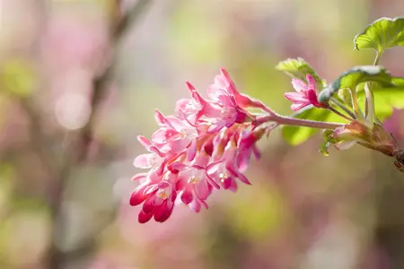 Ribes sang. 'King Edward VII' - 40-60 CM C2 - image 4