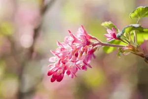 Ribes sang. 'King Edward VII' - 40-60 CM C2 - image 4