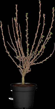 Ribes sang. 'King Edward VII' - 125-150 CM RB - image 4