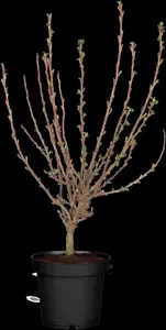 Ribes sang. 'King Edward VII' - 125-150 CM RB - image 4