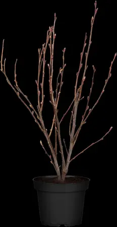 Ribes sang. 'King Edward VII' - 125-150 CM RB - image 3