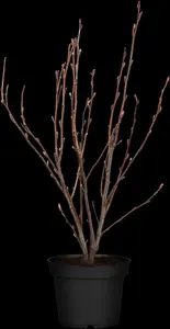 Ribes sang. 'King Edward VII' - 125-150 CM RB - image 3