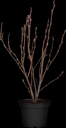 Ribes sang. 'King Edward VII' - 80-100 CM C7.5 - image 3