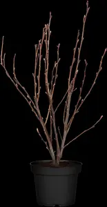 Ribes sang. 'King Edward VII' - 80-100 CM C7.5 - image 3