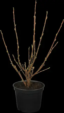 Ribes sang. 'King Edward VII' - 125-150 CM RB - image 1