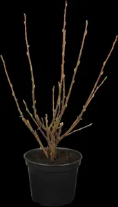 Ribes sang. 'King Edward VII' - 125-150 CM RB - image 1