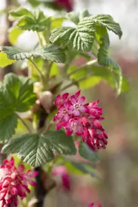 Ribes sang. 'Pulborough Scarlet'