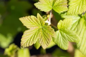 Ribes sang. 'Pulborough Scarlet' - 80-100 CM C7.5 - image 2
