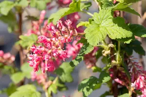 Ribes sang. 'Pulborough Scarlet' - LINERS 18 CEL TRAY P9 SIZE - image 3