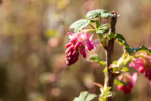 Ribes sang. 'Pulborough Scarlet' - 40-60 CM RB - image 5