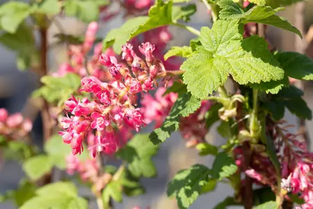 Ribes sang. 'Pulborough Scarlet' - 80-100 CM C10 - image 2
