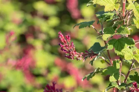 Ribes sang. 'Pulborough Scarlet' - 3 Ltr pot - image 4