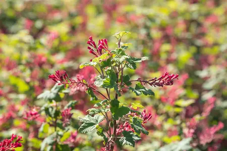 Ribes sang. 'Pulborough Scarlet' - 30-40 CM C3 - image 5