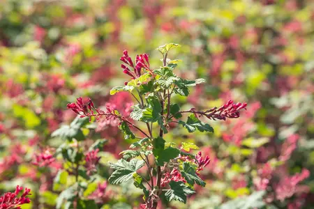 Ribes sang. 'Pulborough Scarlet' - 80-100 CM C10 - image 4