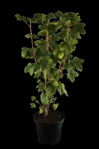Ribes sanguineum