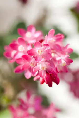 Ribes sanguineum - 40-60 CM C5 - image 4