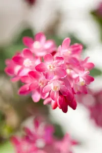 Ribes sanguineum - 40-60 CM C5 - image 4