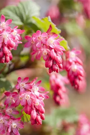 Ribes sanguineum - 40-60 CM C5 - image 5