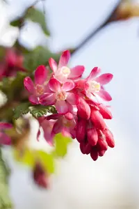 Ribes sanguineum - 80-100 CM C4 - image 3