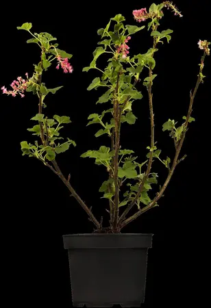 Ribes sanguineum - 40-60 CM C5 - image 2