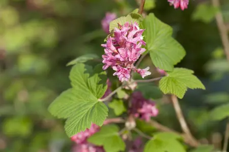 Ribes sanguineum - 80-100 CM C5 - image 4