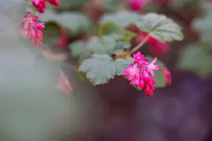 Ribes sanguineum - 80-100 CM C4 - image 5