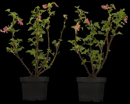 Ribes sanguineum - 40-60 CM - image 3