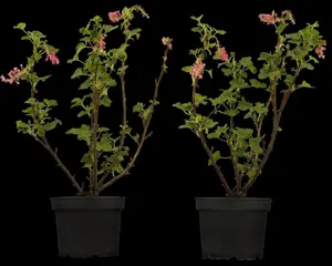 Ribes sanguineum - 60-90 CM - image 3