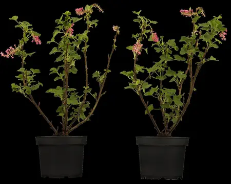Ribes sanguineum - 60-80 CM C5 - image 3
