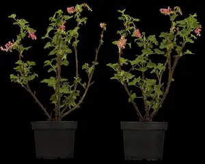 Ribes sanguineum - 60-80 CM C4 - image 3